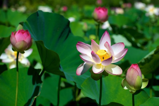 A photo of lotuses budding.